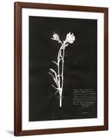 Botanical Collector IV-Chris Dunker-Framed Giclee Print