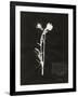 Botanical Collector IV-Chris Dunker-Framed Giclee Print