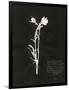 Botanical Collector IV-Chris Dunker-Framed Giclee Print