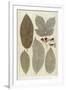 Botanical Deciduous Leaves III-Pieter Tanje-Framed Giclee Print