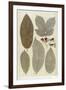 Botanical Deciduous Leaves III-Pieter Tanje-Framed Giclee Print