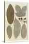 Botanical Deciduous Leaves III-Pieter Tanje-Stretched Canvas