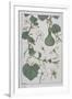 Botanical Diagram of a Gourd-Eugene Grasset-Framed Giclee Print