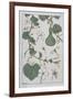 Botanical Diagram of a Gourd-Eugene Grasset-Framed Giclee Print