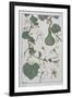 Botanical Diagram of a Gourd-Eugene Grasset-Framed Giclee Print