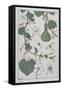 Botanical Diagram of a Gourd-Eugene Grasset-Framed Stretched Canvas