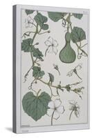 Botanical Diagram of a Gourd-Eugene Grasset-Stretched Canvas