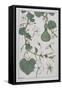 Botanical Diagram of a Gourd-Eugene Grasset-Framed Stretched Canvas