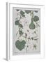 Botanical Diagram of a Gourd-Eugene Grasset-Framed Giclee Print