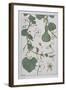 Botanical Diagram of a Gourd-Eugene Grasset-Framed Giclee Print