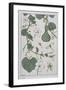 Botanical Diagram of a Gourd-Eugene Grasset-Framed Giclee Print