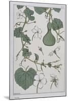 Botanical Diagram of a Gourd-Eugene Grasset-Mounted Giclee Print