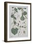 Botanical Diagram of a Gourd-Eugene Grasset-Framed Giclee Print