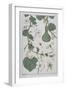 Botanical Diagram of a Gourd-Eugene Grasset-Framed Giclee Print