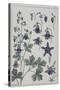 Botanical Diagram of Columbine-Eugene Grasset-Stretched Canvas