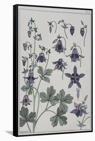 Botanical Diagram of Columbine-Eugene Grasset-Framed Stretched Canvas