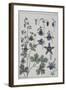 Botanical Diagram of Columbine-Eugene Grasset-Framed Giclee Print