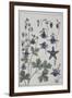 Botanical Diagram of Columbine-Eugene Grasset-Framed Giclee Print