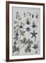 Botanical Diagram of Columbine-Eugene Grasset-Framed Giclee Print