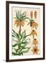 Botanical Diagram of Crown Imperial-Eugene Grasset-Framed Giclee Print