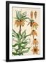 Botanical Diagram of Crown Imperial-Eugene Grasset-Framed Giclee Print