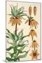 Botanical Diagram of Crown Imperial-Eugene Grasset-Mounted Giclee Print