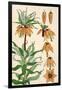 Botanical Diagram of Crown Imperial-Eugene Grasset-Framed Giclee Print