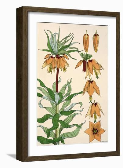 Botanical Diagram of Crown Imperial-Eugene Grasset-Framed Giclee Print