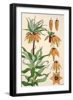 Botanical Diagram of Crown Imperial-Eugene Grasset-Framed Giclee Print