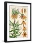 Botanical Diagram of Crown Imperial-Eugene Grasset-Framed Giclee Print