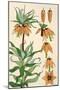 Botanical Diagram of Crown Imperial-Eugene Grasset-Mounted Giclee Print