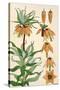 Botanical Diagram of Crown Imperial-Eugene Grasset-Stretched Canvas