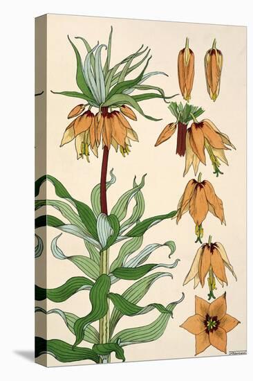 Botanical Diagram of Crown Imperial-Eugene Grasset-Stretched Canvas