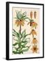 Botanical Diagram of Crown Imperial-Eugene Grasset-Framed Giclee Print