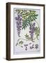 Botanical Diagram of Glycine-Eugene Grasset-Framed Giclee Print