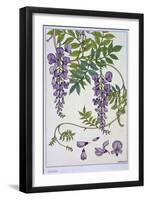 Botanical Diagram of Glycine-Eugene Grasset-Framed Giclee Print