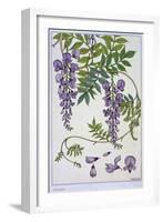 Botanical Diagram of Glycine-Eugene Grasset-Framed Giclee Print