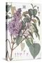 Botanical Diagram of Glycine-Eugene Grasset-Stretched Canvas