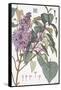 Botanical Diagram of Glycine-Eugene Grasset-Framed Stretched Canvas