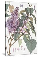 Botanical Diagram of Glycine-Eugene Grasset-Stretched Canvas