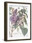 Botanical Diagram of Glycine-Eugene Grasset-Framed Giclee Print