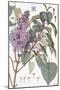 Botanical Diagram of Glycine-Eugene Grasset-Mounted Giclee Print