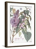 Botanical Diagram of Glycine-Eugene Grasset-Framed Giclee Print