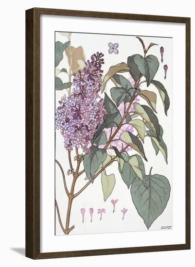 Botanical Diagram of Glycine-Eugene Grasset-Framed Giclee Print