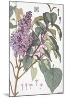 Botanical Diagram of Glycine-Eugene Grasset-Mounted Giclee Print