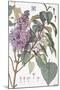 Botanical Diagram of Glycine-Eugene Grasset-Mounted Giclee Print