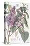 Botanical Diagram of Glycine-Eugene Grasset-Stretched Canvas