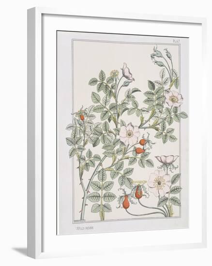 Botanical Diagram of Wild Rose-Eugene Grasset-Framed Giclee Print