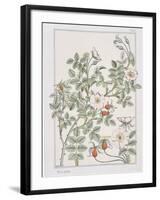 Botanical Diagram of Wild Rose-Eugene Grasset-Framed Giclee Print