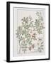 Botanical Diagram of Wild Rose-Eugene Grasset-Framed Giclee Print